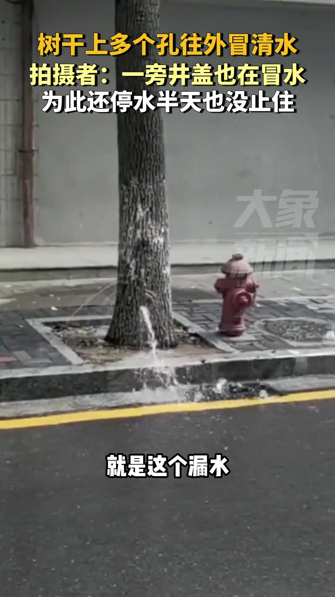 树干上多个孔往外冒清水为此还停水半天也没止住