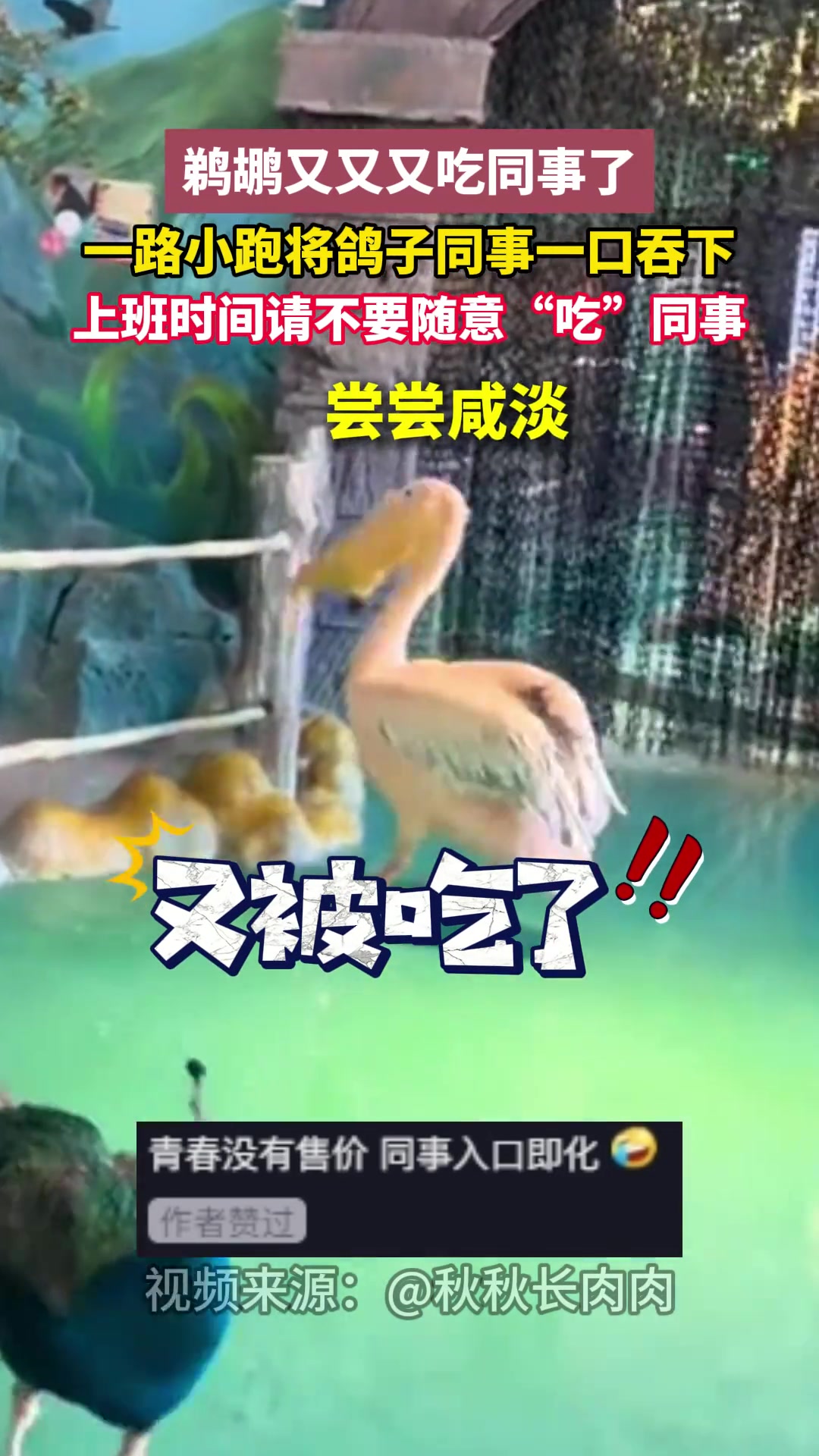 鹈鹕又又又吃同事了一路小跑将鸽子同事一口吞下