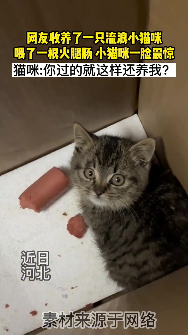 猫咪,你都过成这样了还想养我