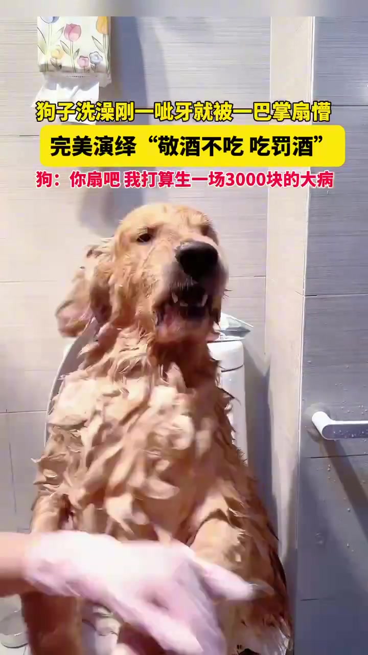 狗子洗澡刚一呲牙就被一巴掌扇懵完美演绎“敬酒不吃吃罚酒”