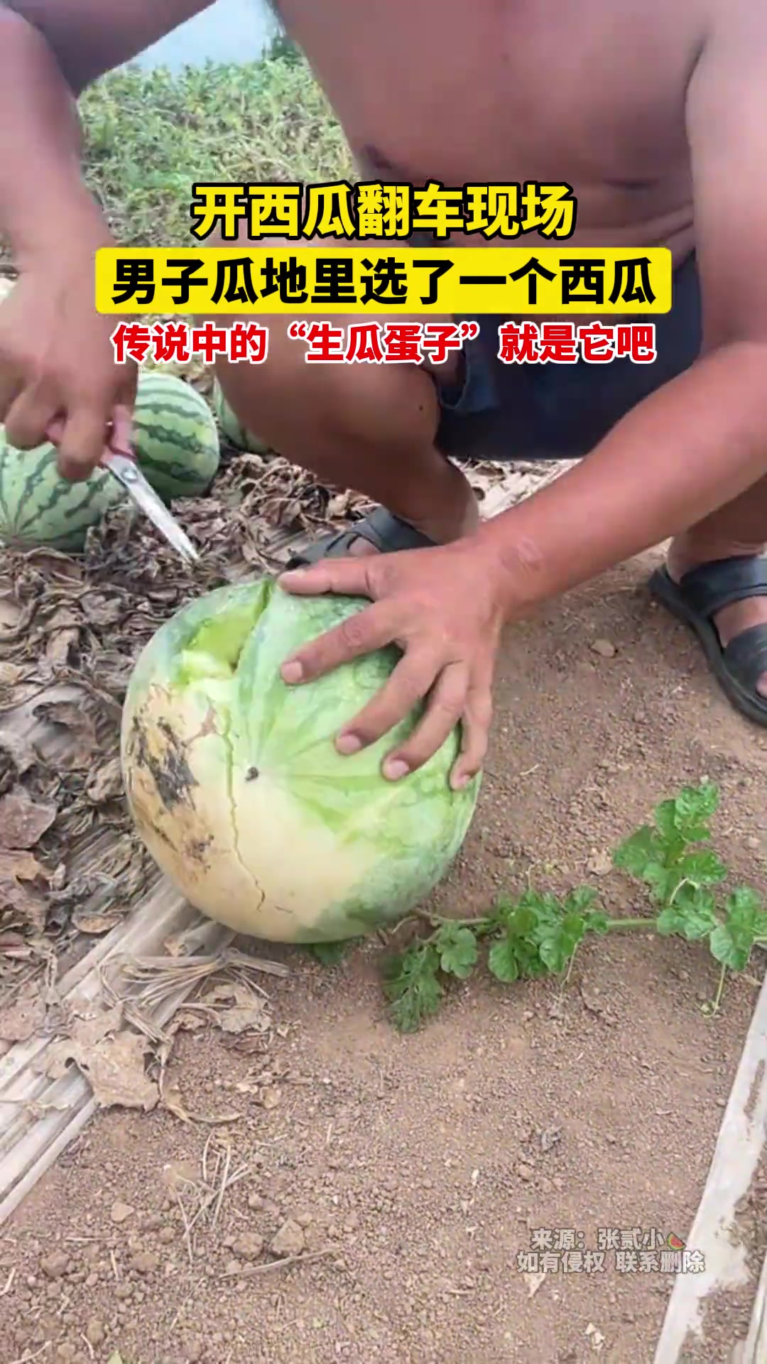 传说中的“生瓜蛋子”就是它吧!