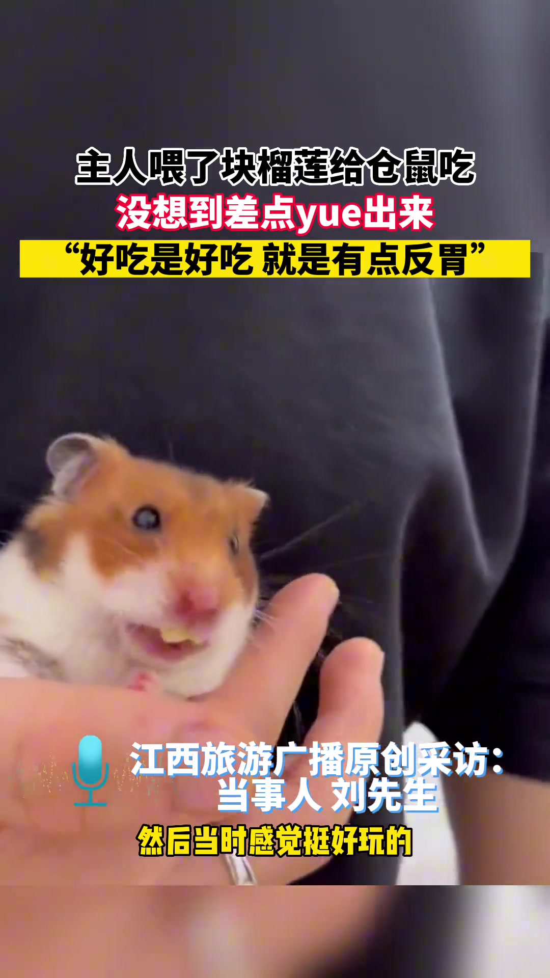 主人喂了块榴莲给仓鼠吃没想到差点yue出来