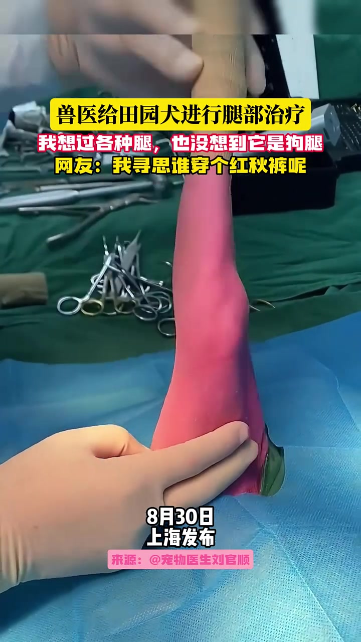 我想过各种腿,也没想到它是狗腿!