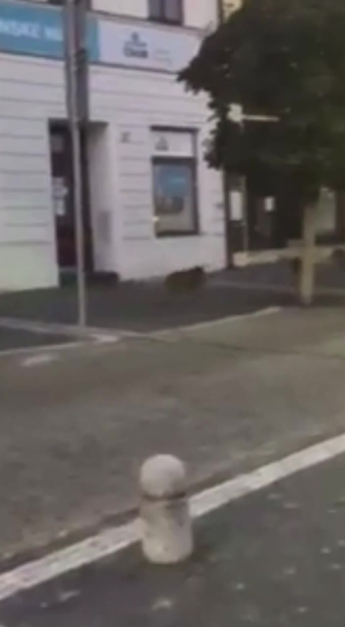 一群野猪闯入捷克利帕市的一家捷克剧院!