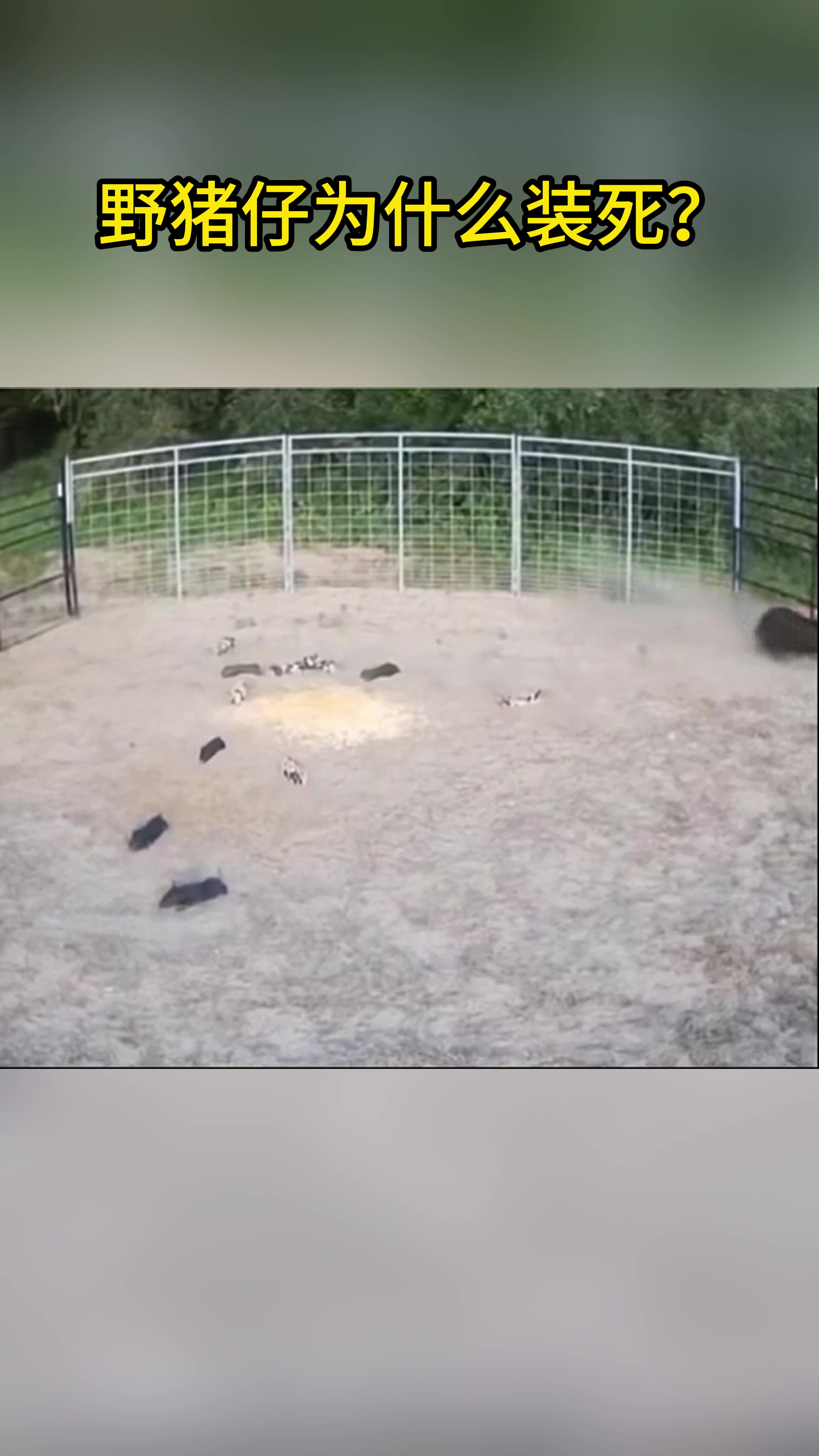 整齐划一的装死小野猪全都装死了