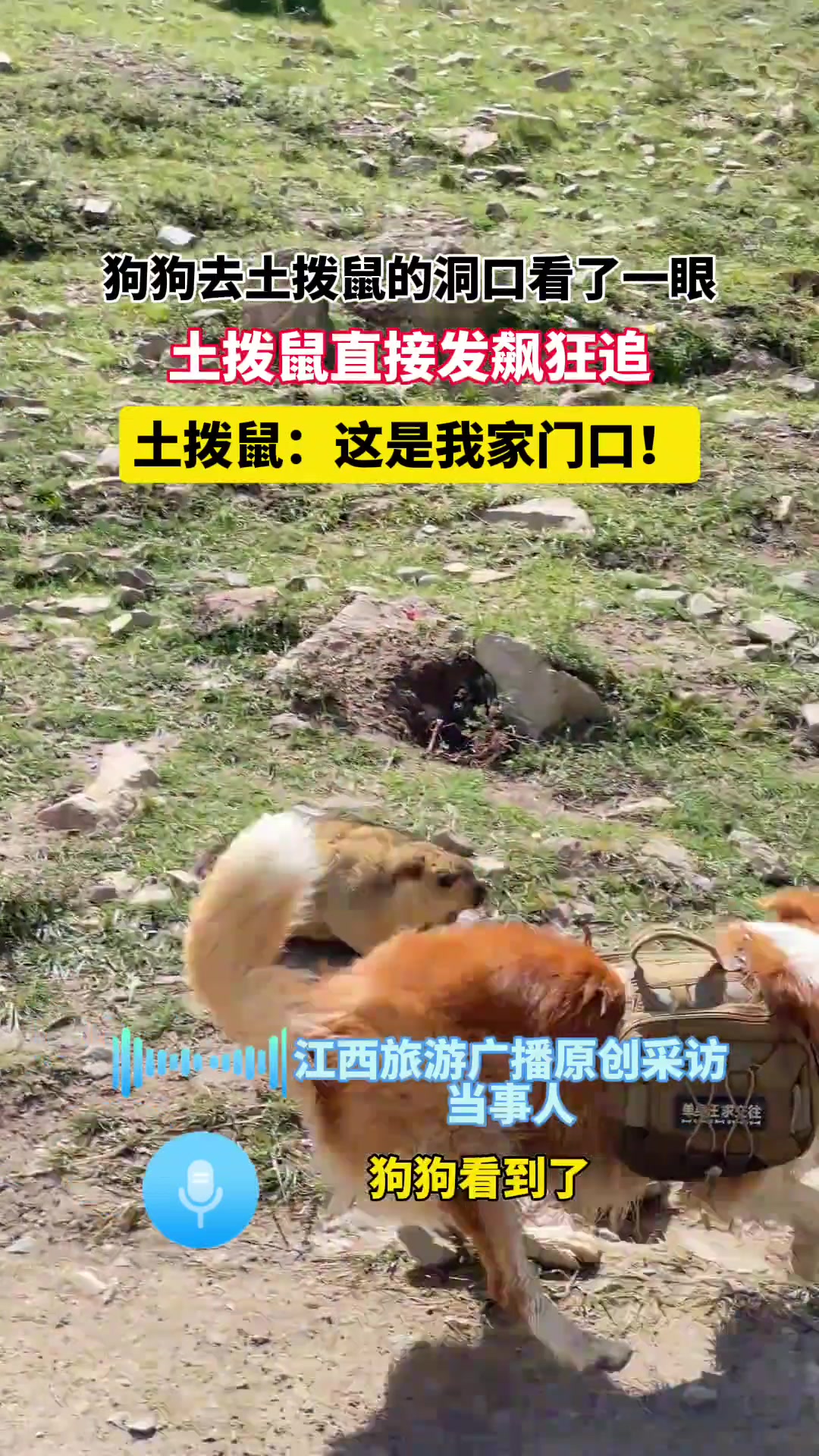 狗狗去土拨鼠的洞口看了一眼土拨鼠直接发飙狂追!