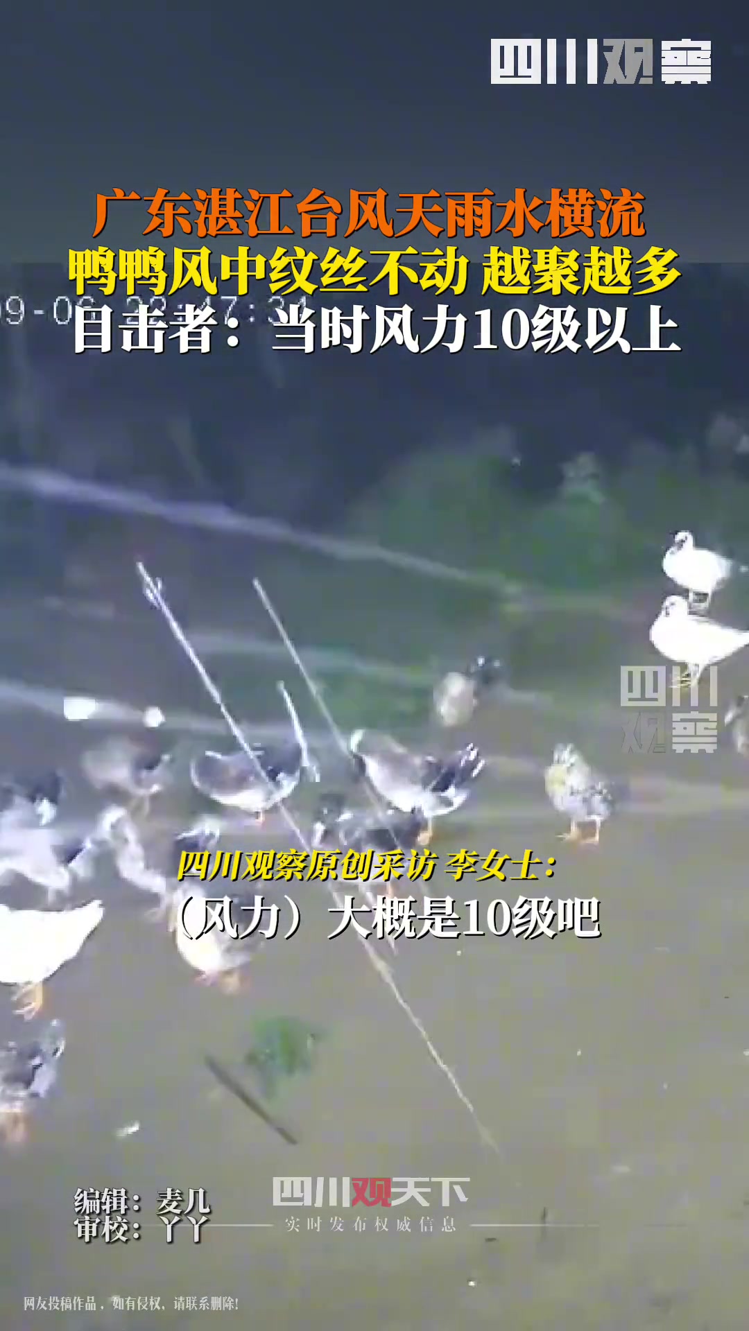 台风天鸭群稳稳站立纹丝不动!涡轮增“鸭”不是盖的!