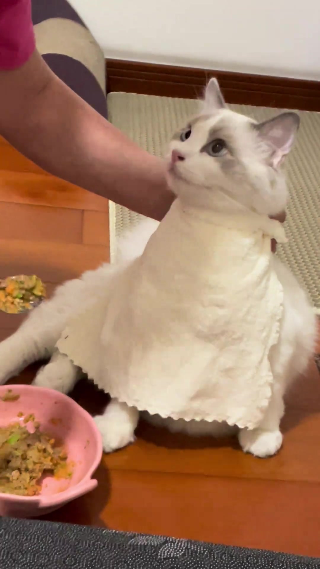 猫咪:姥别喂了我看见我太奶了