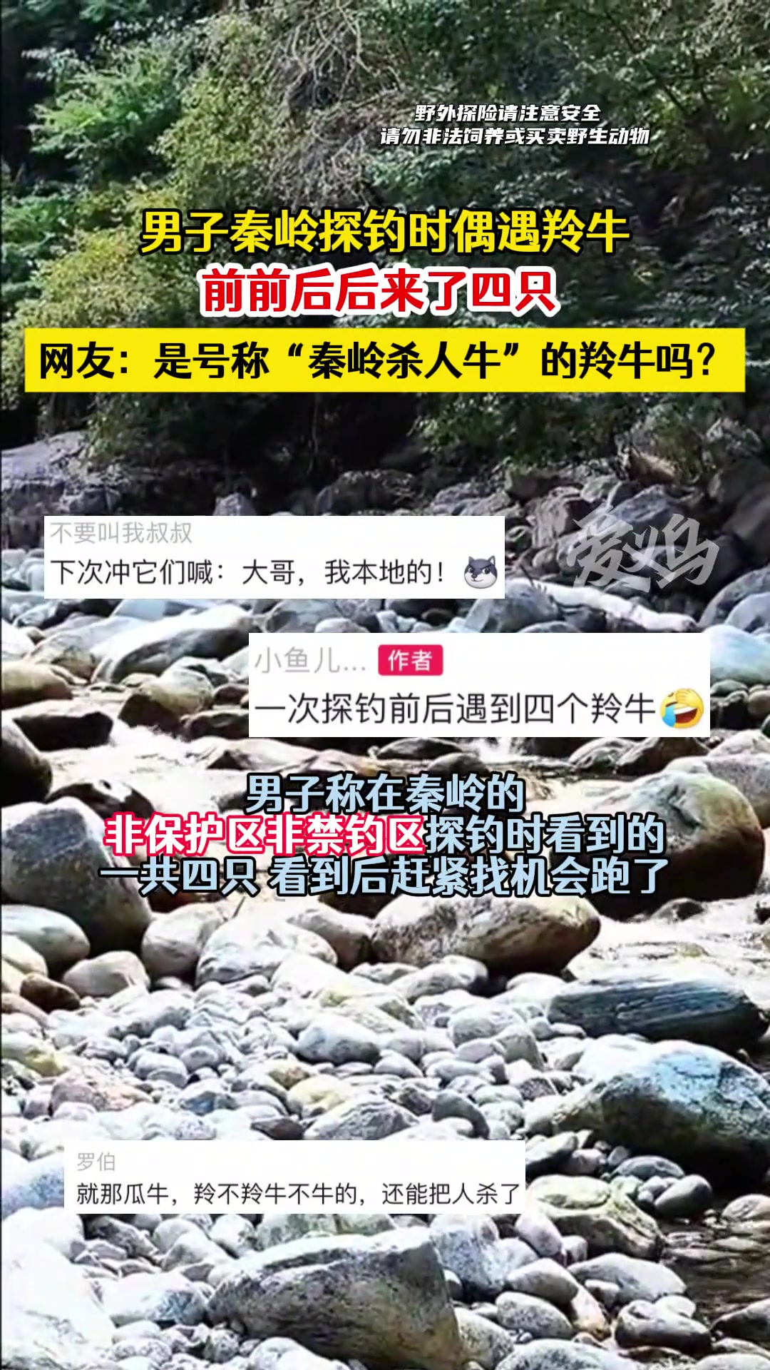 男子秦岭探钓时偶遇羚牛前前后后来了四只