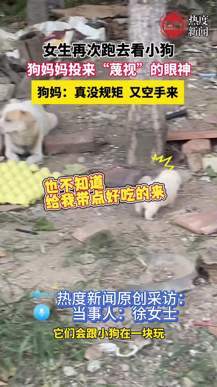 女生去看小狗,被狗妈妈投来“蔑视”的眼神