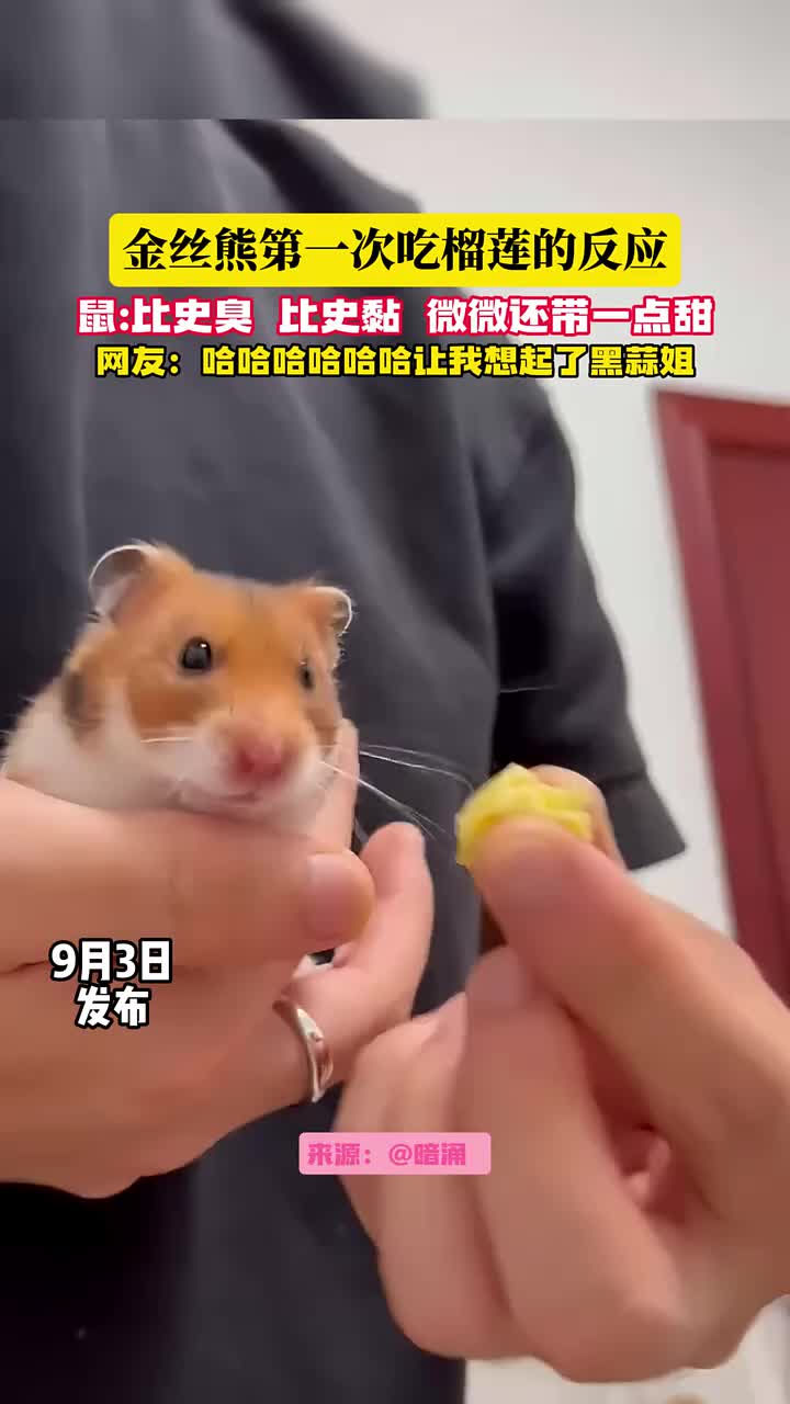 当金丝熊第一次吃榴莲的反应!yue了