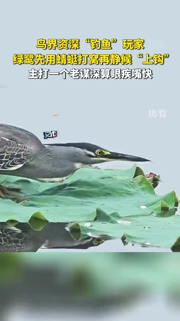 鸟届资深“钓鱼”玩家,主打一个老谋深算眼疾嘴快!
