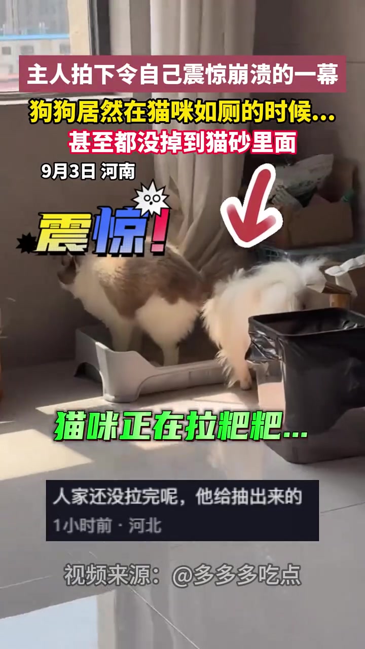 主人拍下令自己震惊崩溃的一幕,狗狗竟然在猫如厕的时候.