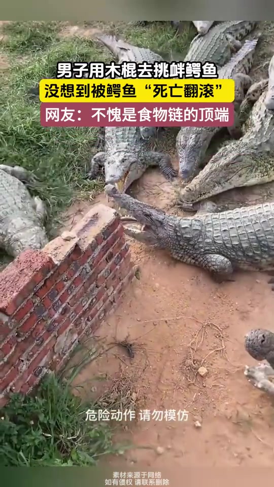子用木棍去挑衅鳄鱼,没想到被鳄鱼“死亡翻滚”!