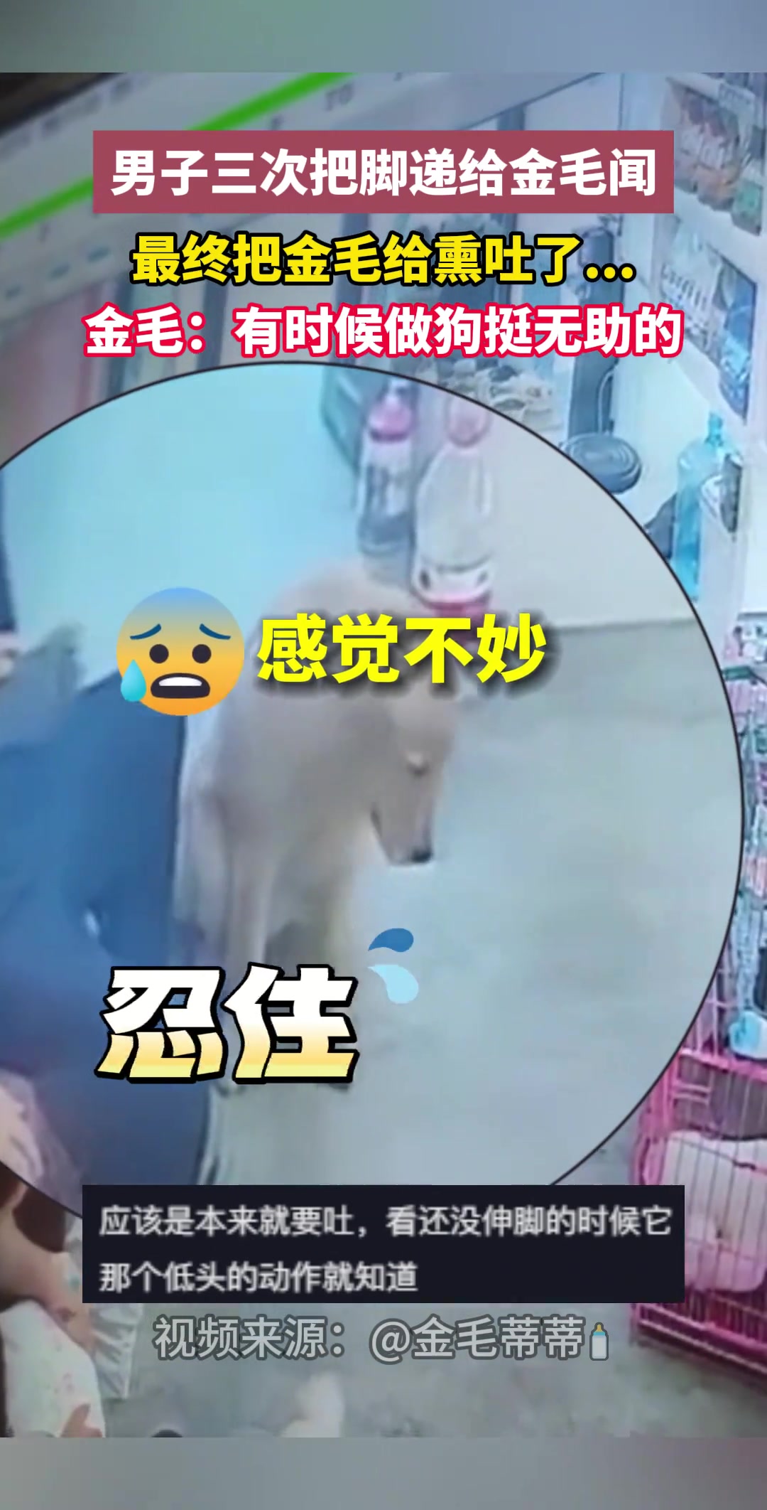 男子三次把脚递给金毛闻最终把金毛给熏吐了...
