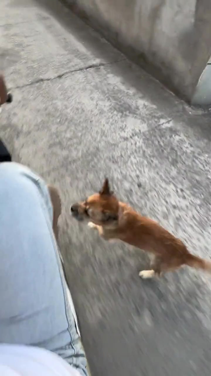 狗:算你跑得快