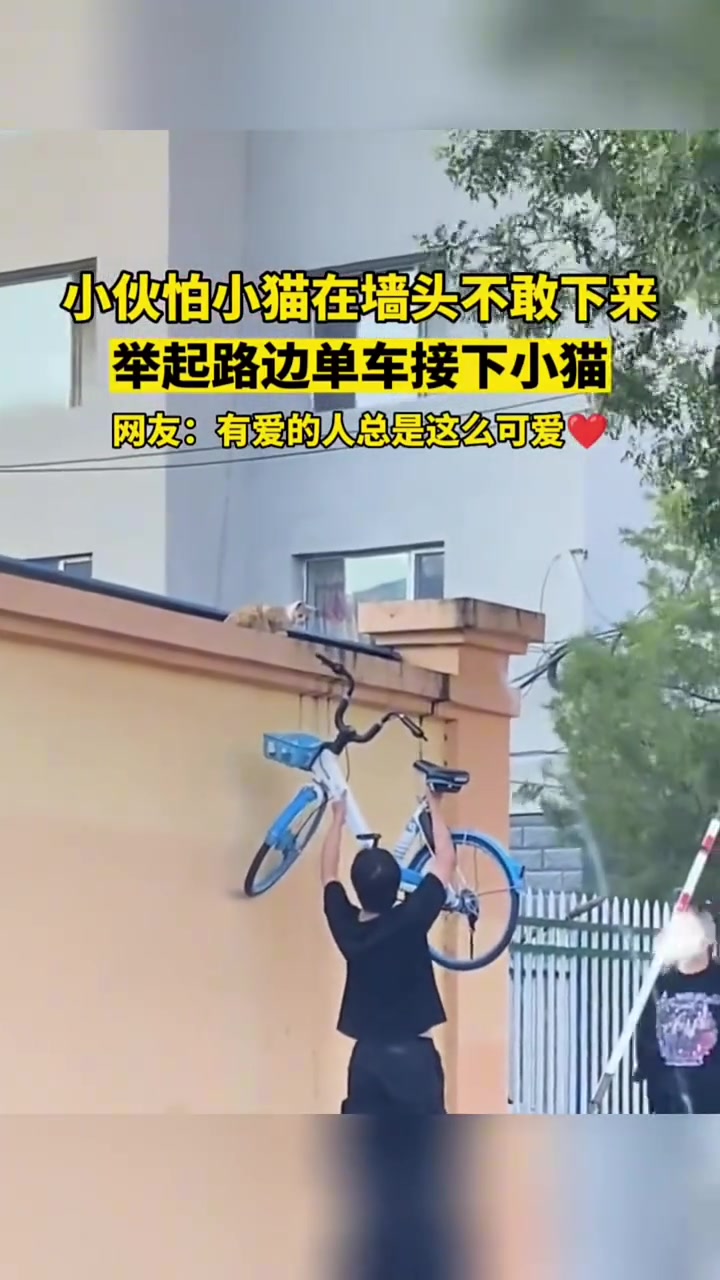 小伙怕小喵在墙头不敢下来他举起路边单车接下小猫