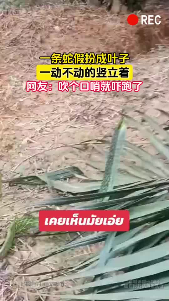 一条蛇假扮成叶子,一动不动的竖立着!这是什么蛇