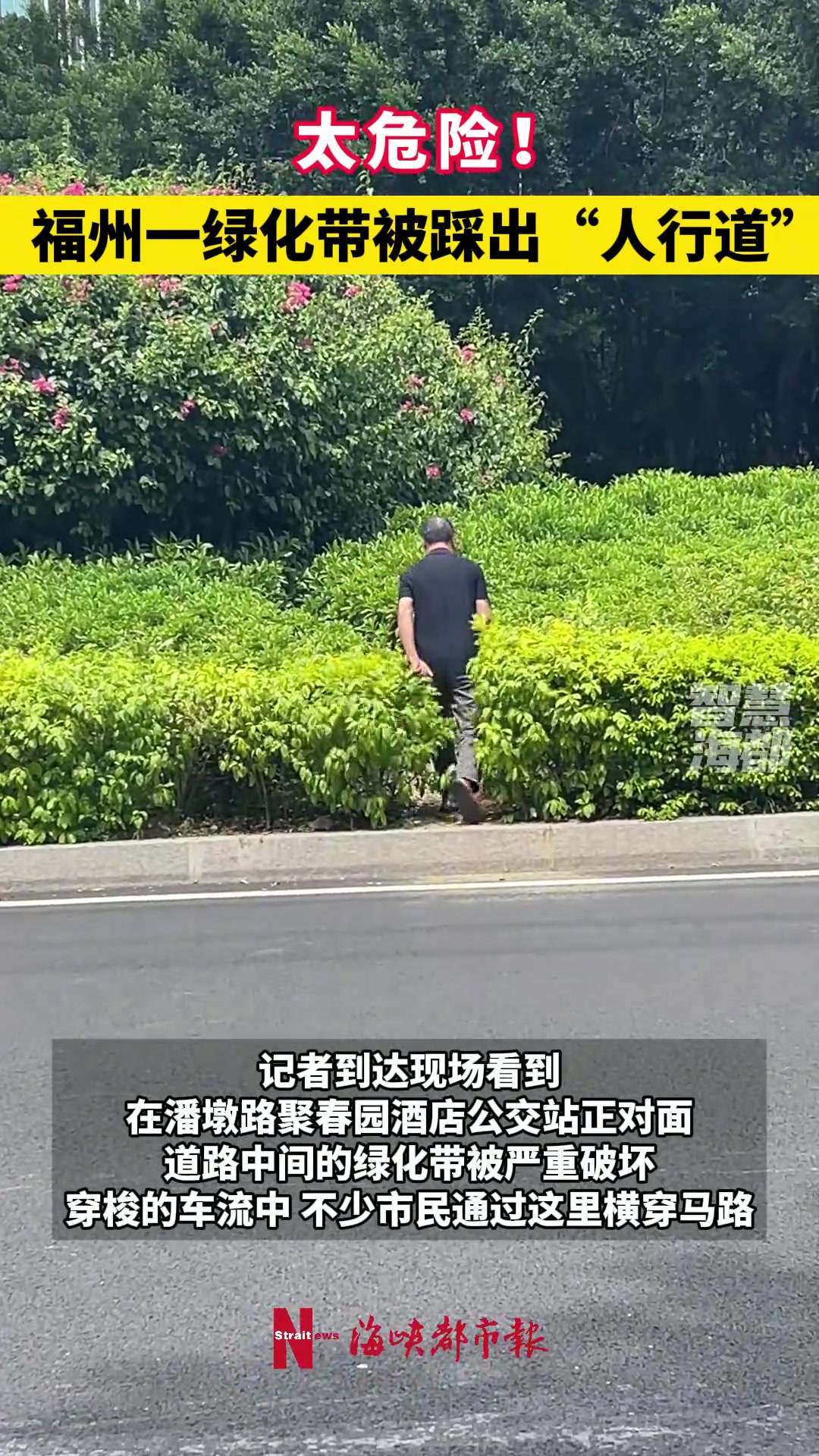 危险!一绿化带被踩出“人行道”市民在穿梭的车流中横穿马路