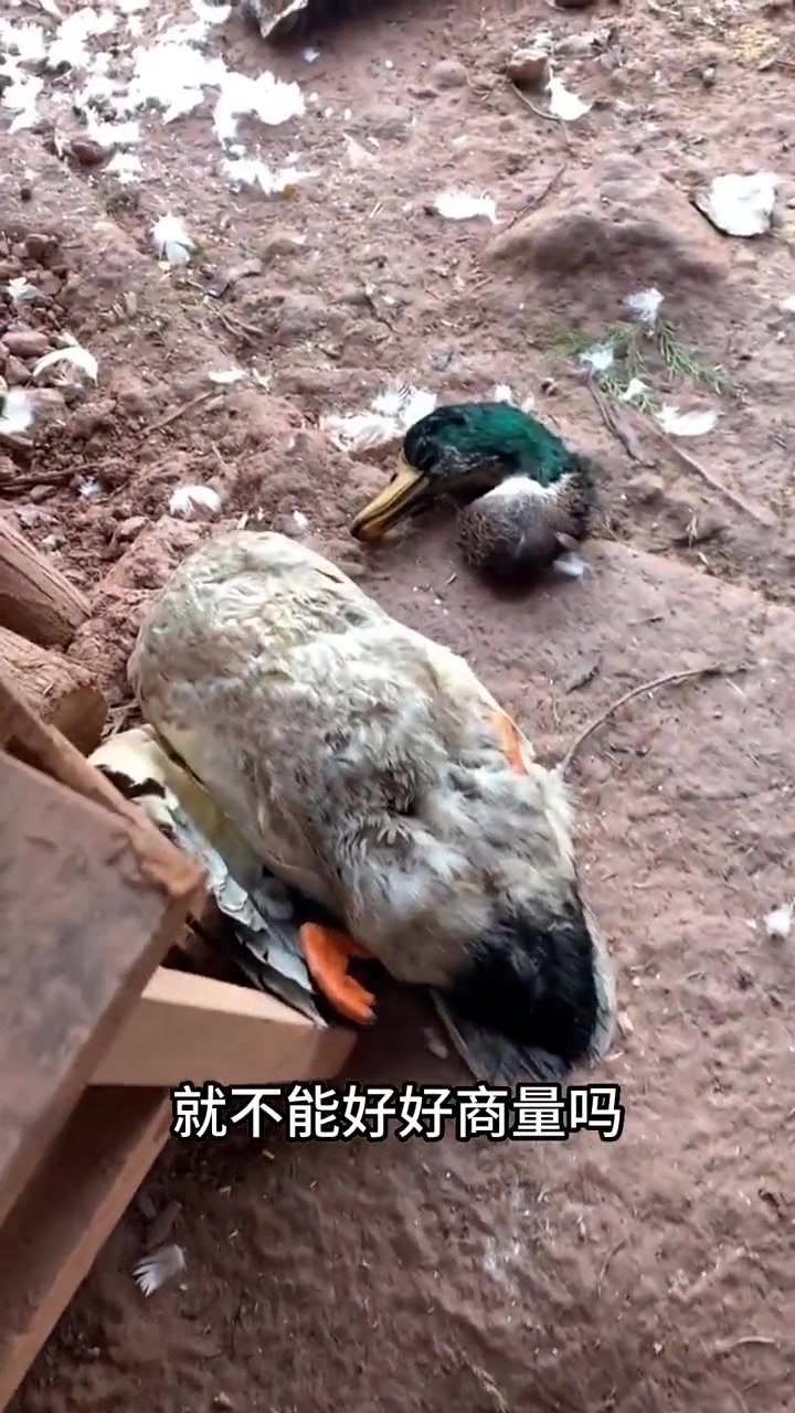 今天啤酒鸭,明天白切狗肉