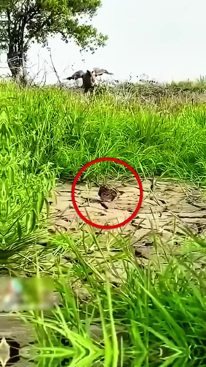 猛禽捕猎合集!