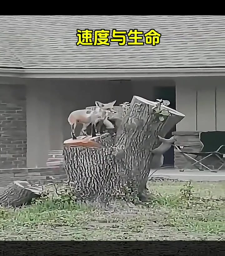顶级身法!狐狸赢了是一餐,松鼠输了是一命!