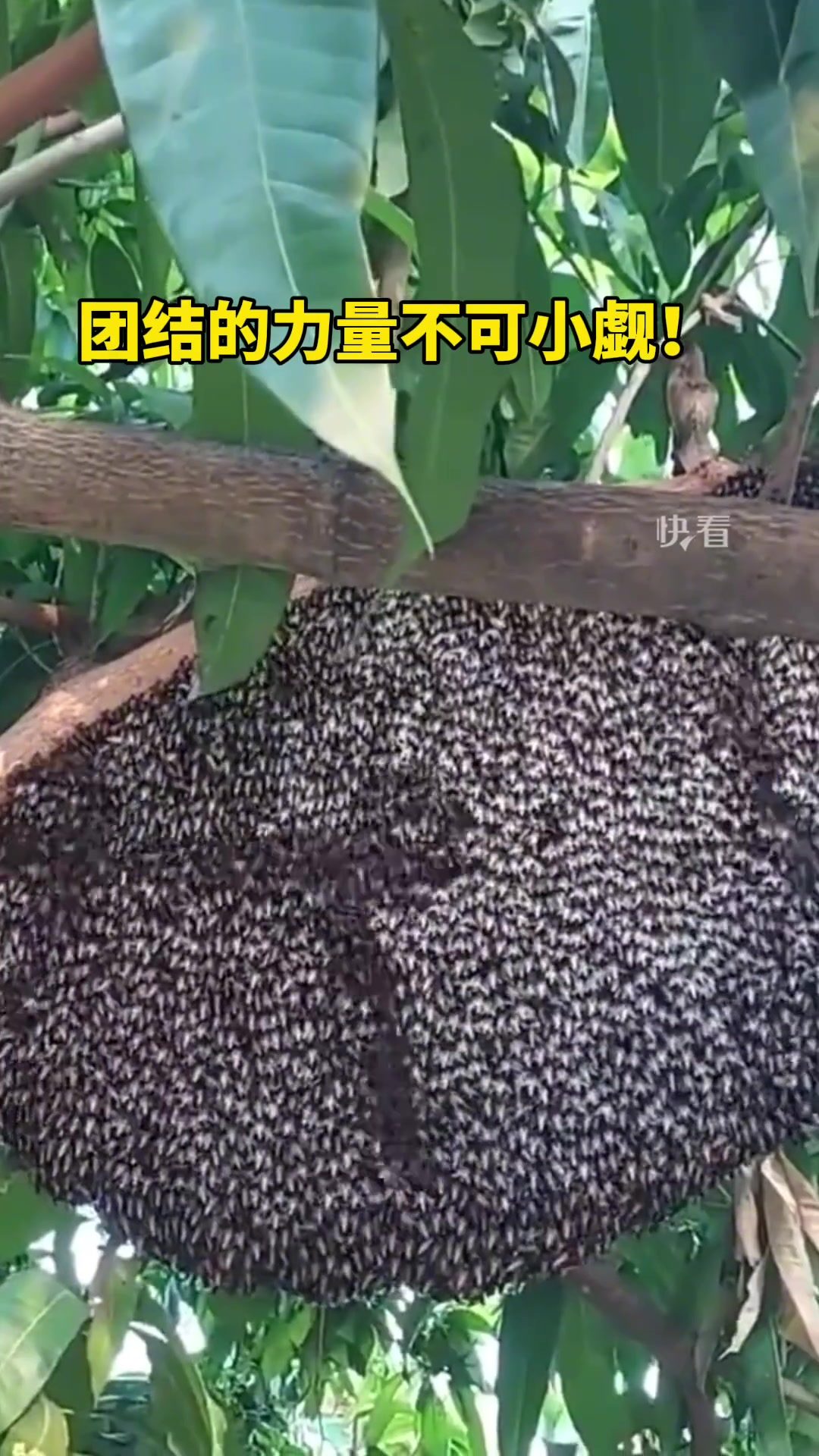 蜜蜂大战黄蜂!古代战舞应该就是这样!他们是怎么做到整齐划一的