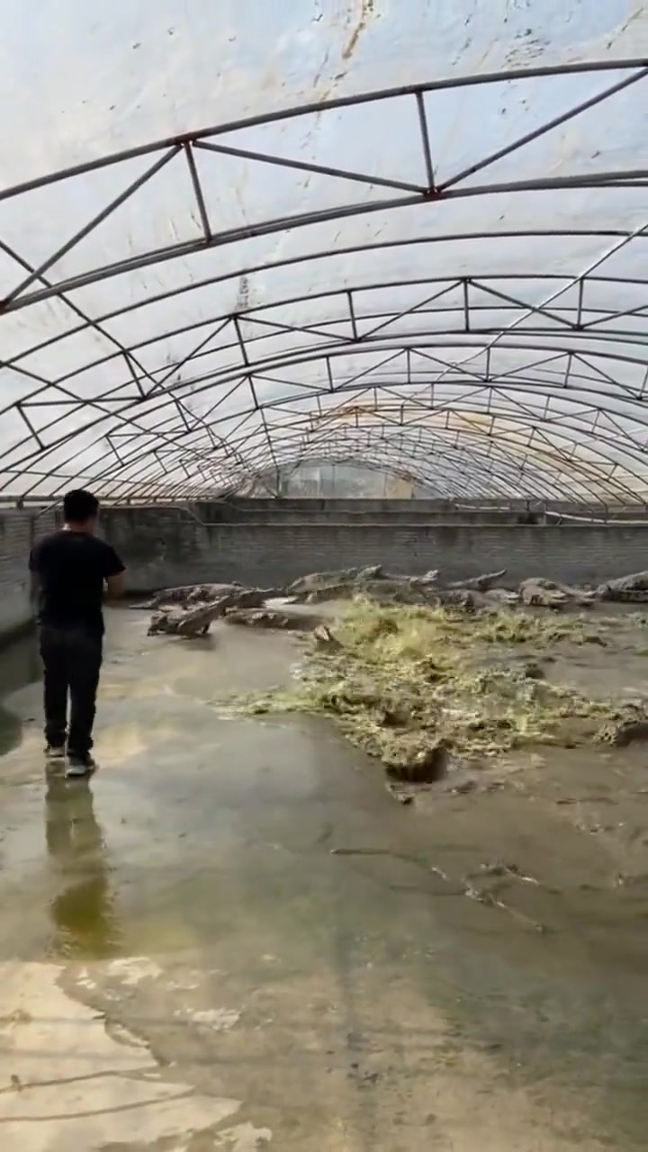怎么做到让鳄鱼这么敬重你的