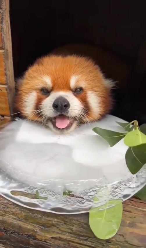 最可爱的生物!小熊猫会吐舌头感谢你的!