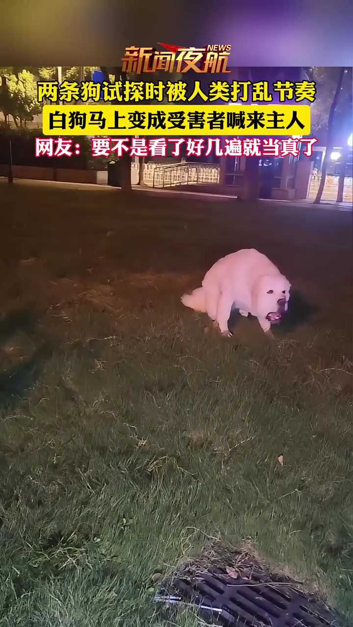 哀嚎!戏精白狗演的真像,要不是看了好几遍就当真了!