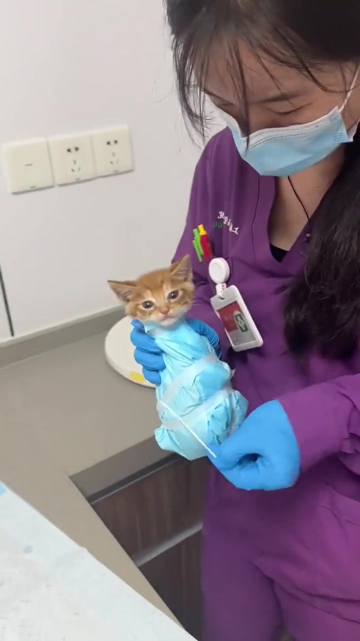 法老的新喵看着怎么呆呆的一动不动