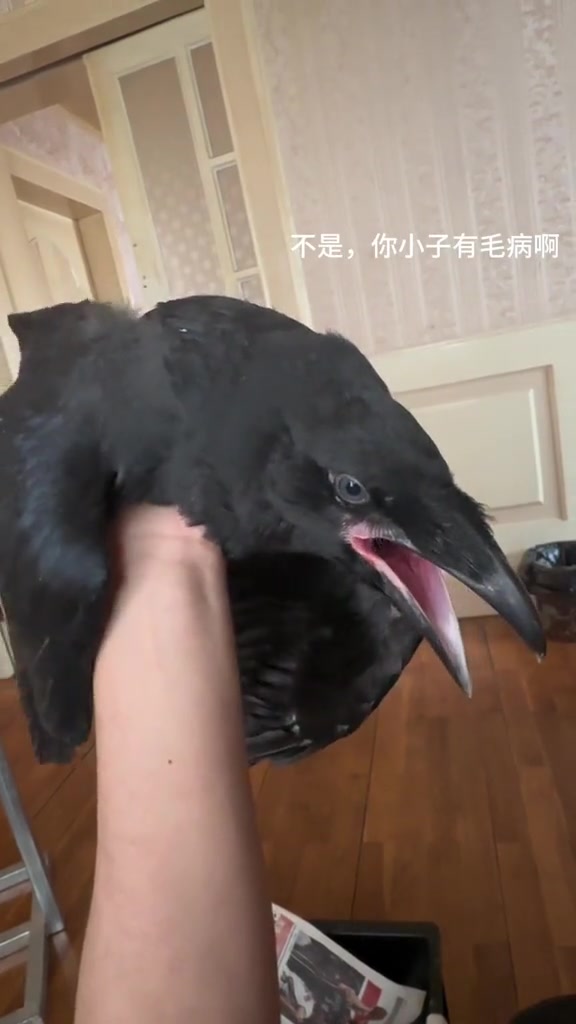 第一次这么直观看乌鸦,传说中的哑巴帅哥,除了声音难听都好