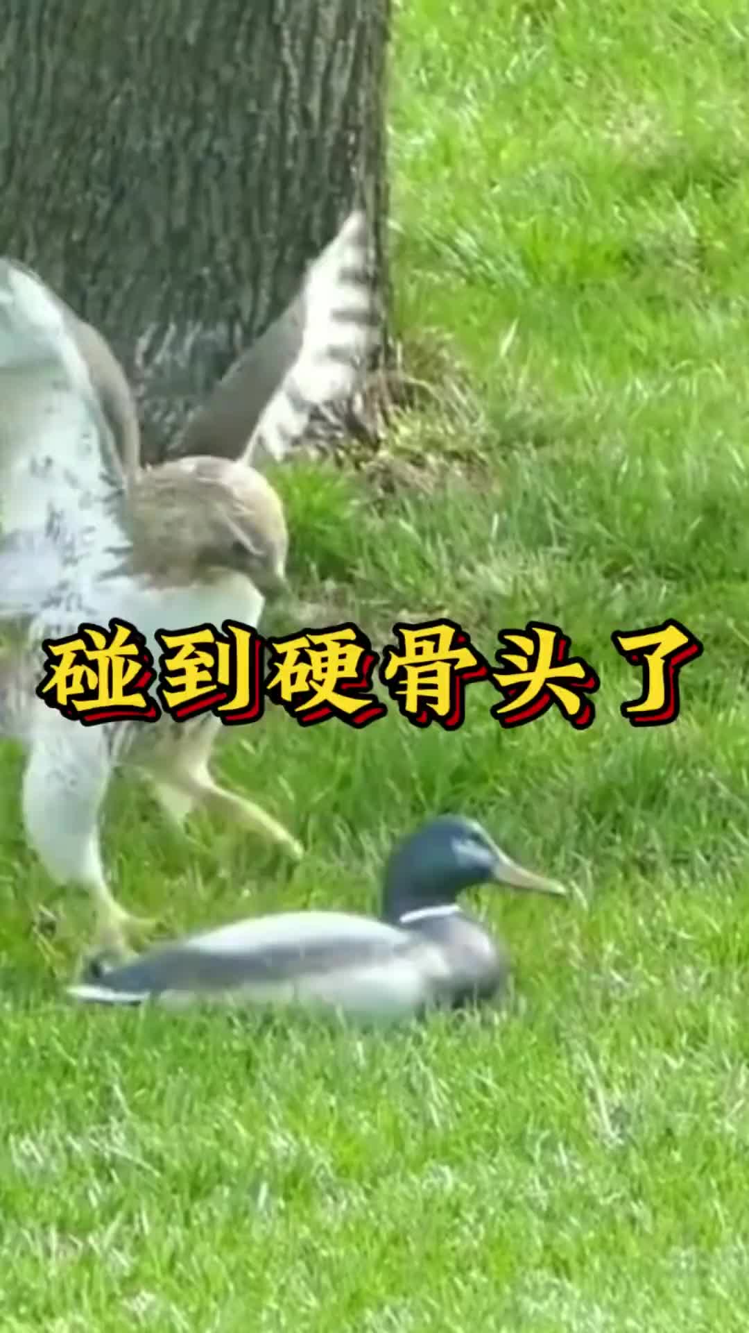 鹰:知道有铁公鸡,今天连铁鸭子都见到了