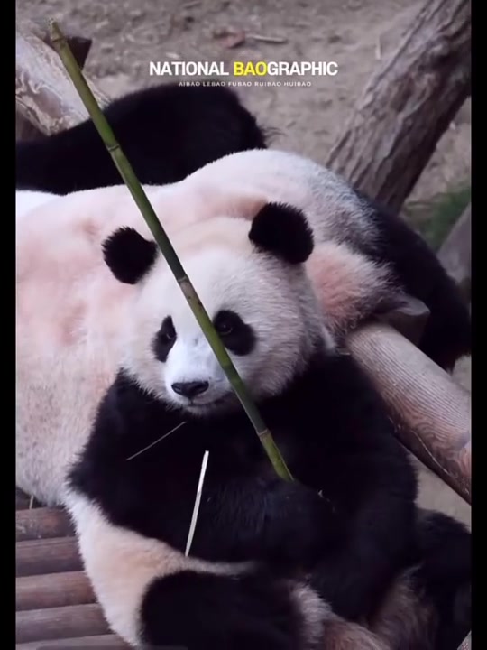 妈妈在睡觉,一岁的小辉宝抱着竹竿站岗,明明自己也很困