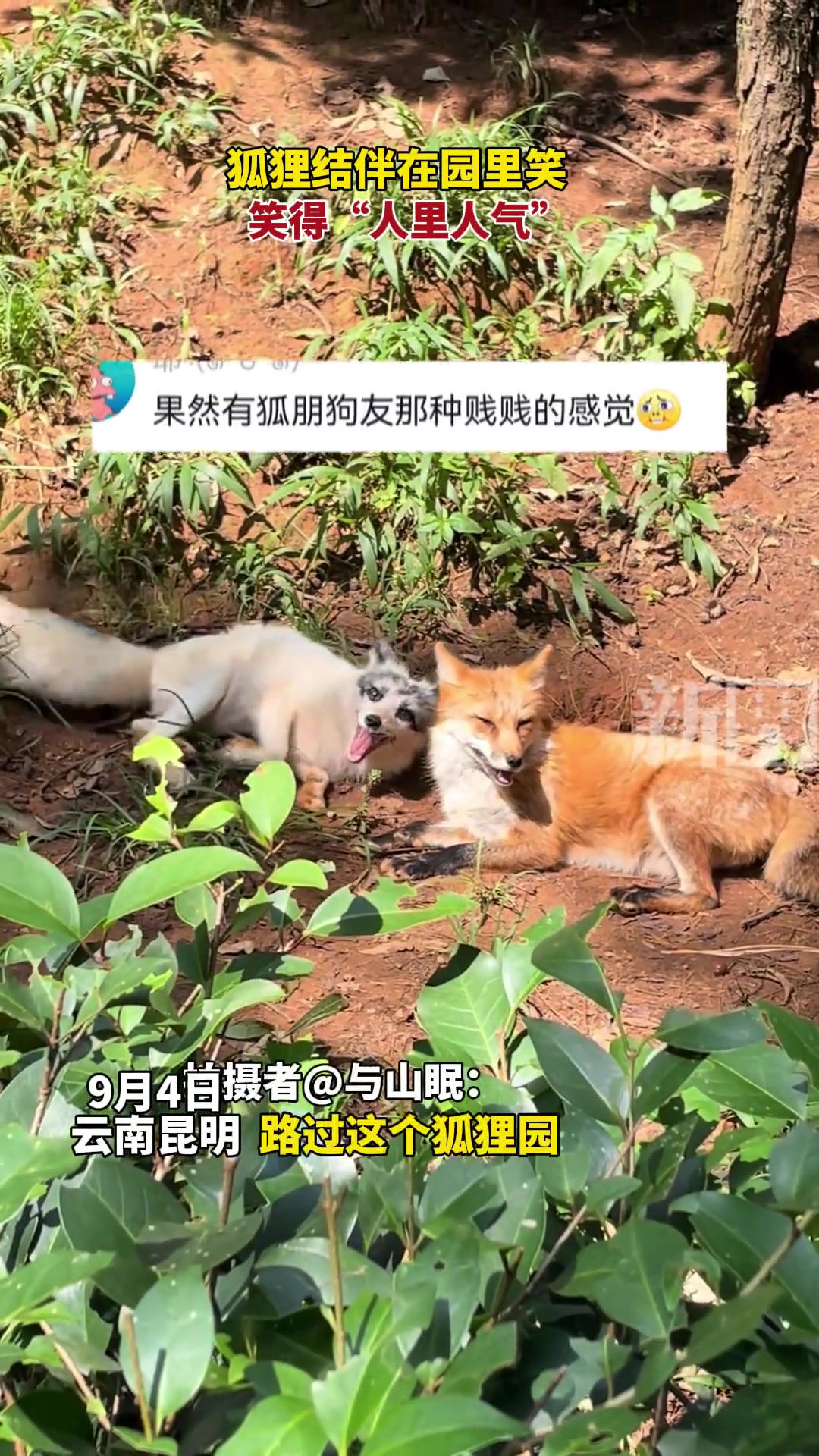 狐狸结伴在园里笑,笑得“人里人气”