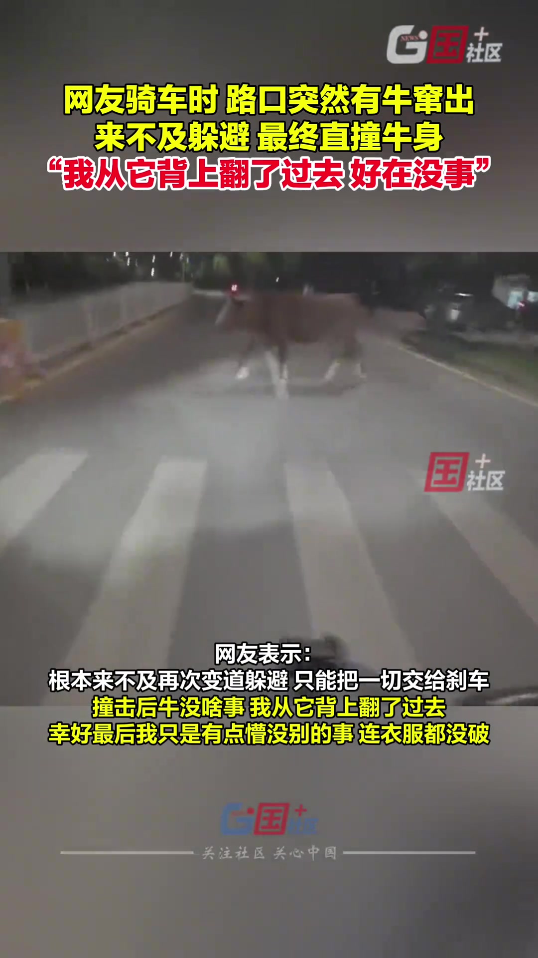 网友通过路口时来不及躲避,撞上突然窜出的牛