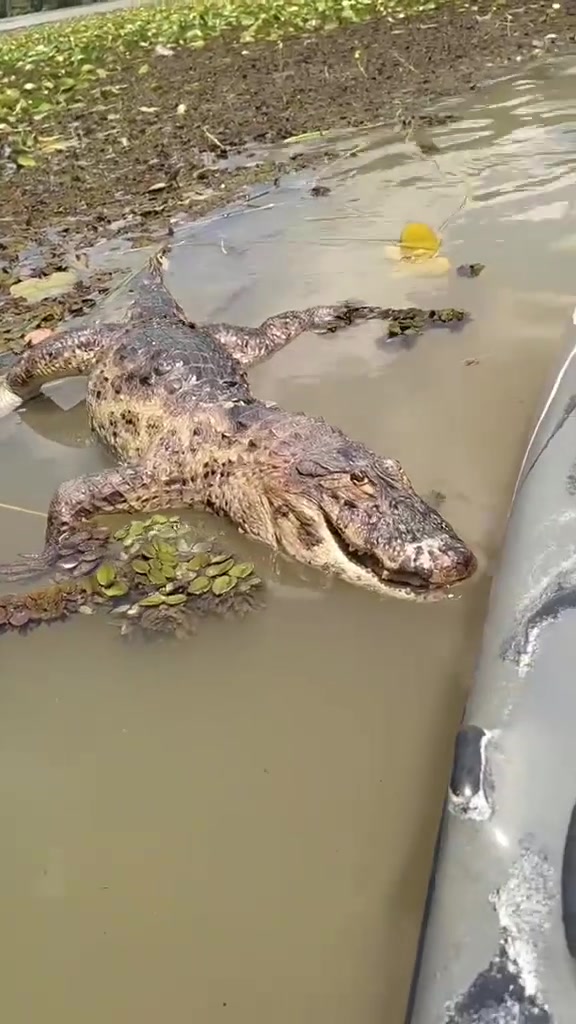 所以这个鳄鱼死了没有!