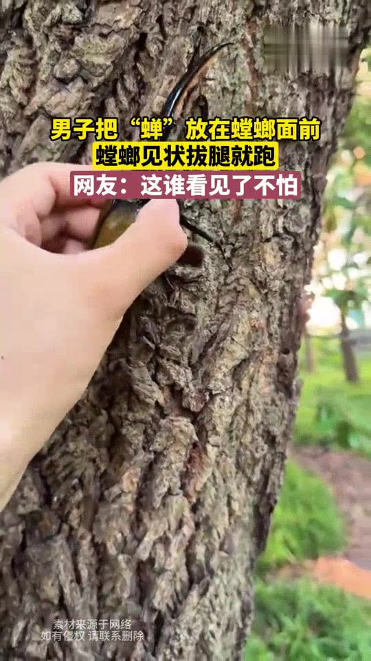 男子把“蝉”放在螳螂面前,螳螂见状拔腿就跑