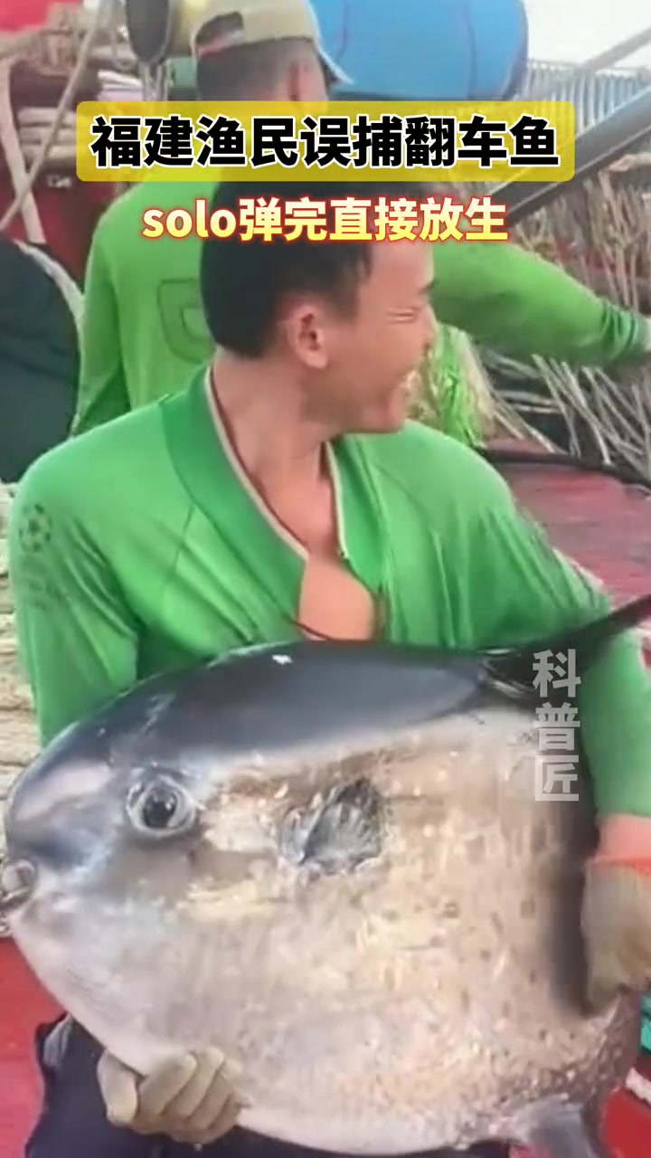 渔民误捕翻车鱼,solo弹完直接放生
