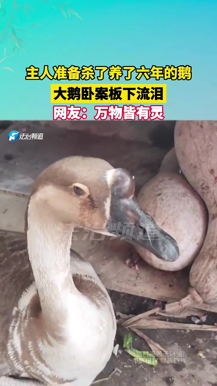 主人准备杀养了六年的大鹅,大鹅在案板下流泪