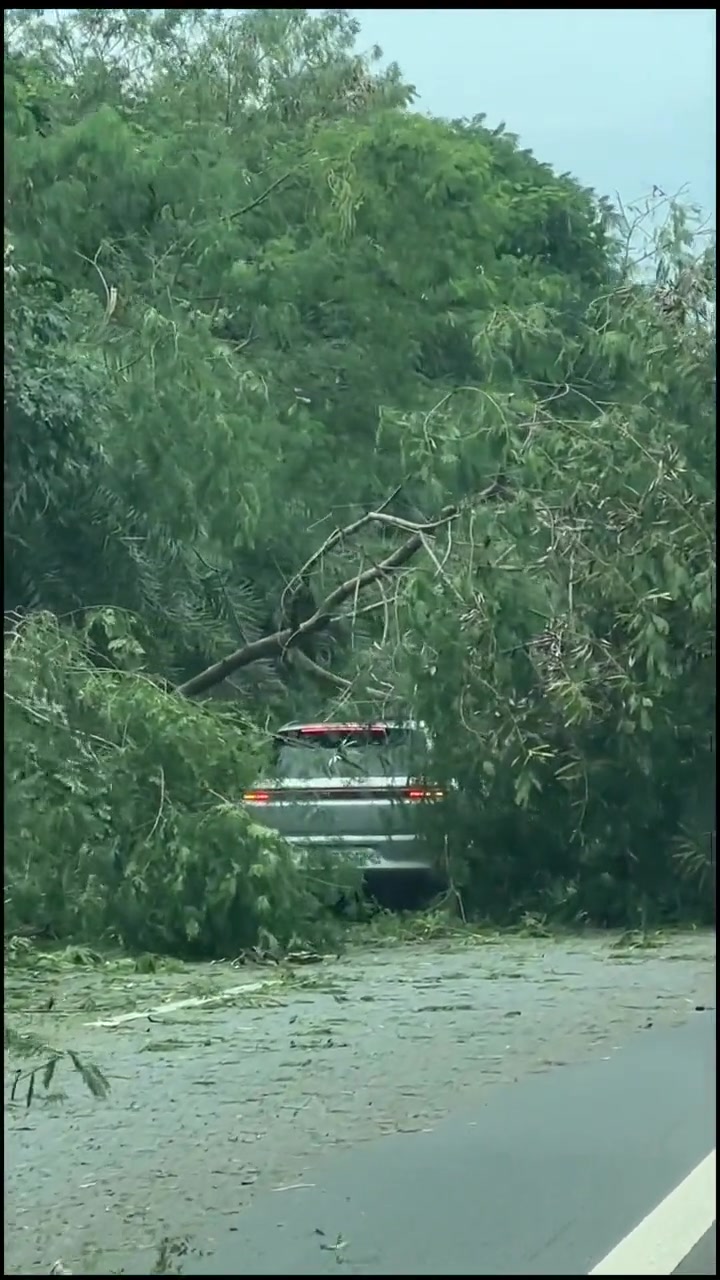 车主非常遵守规则,宁愿撞树也不走应急车道