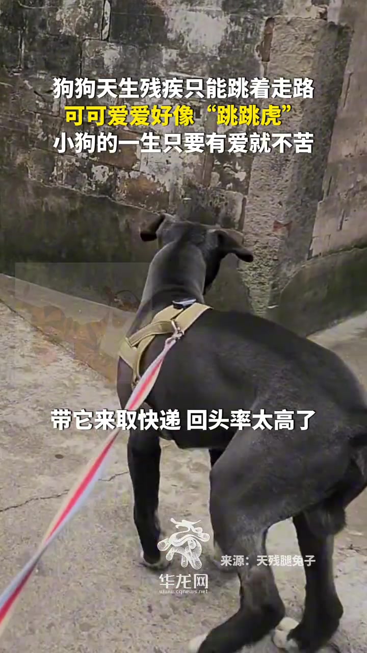 狗子天生残疾,只能跳着走路,像跳跳虎
