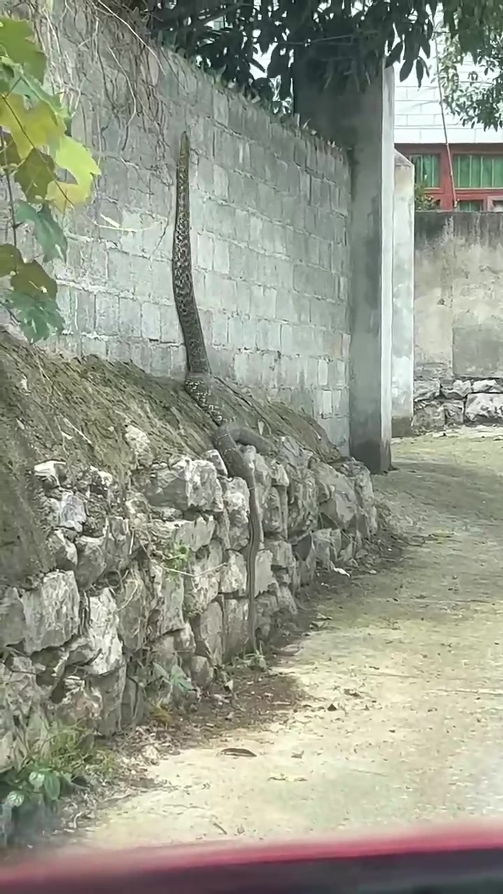 在农村生活,最怕的就是院里屋里会来这个“不速之客”