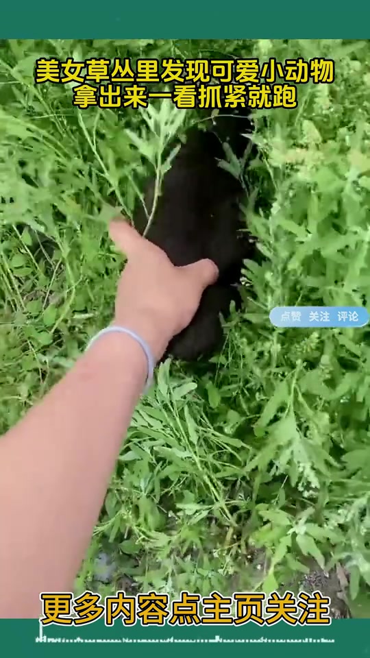 美女草丛里发现可爱小动物,拿出来一看抓紧就跑!!