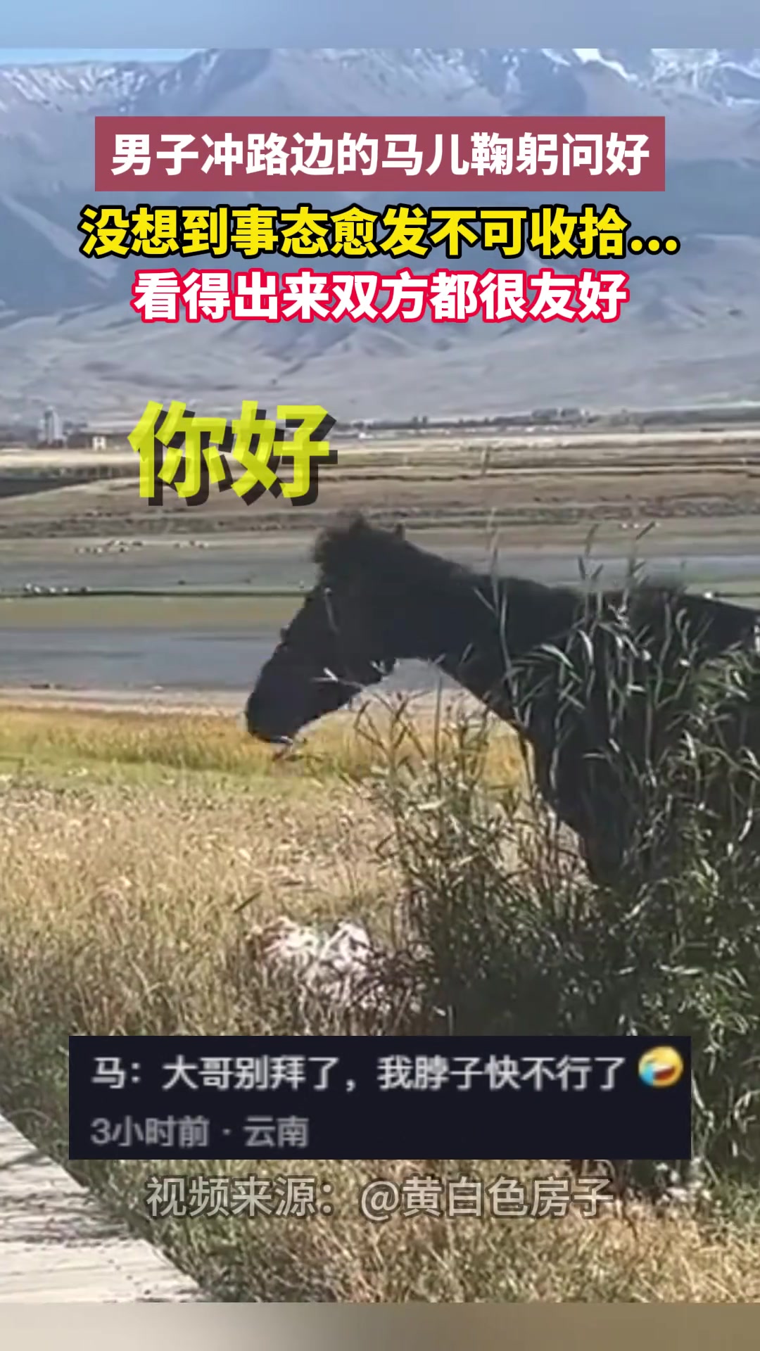 男子冲路边的马儿鞠躬问好没想到事态愈发不可收拾...