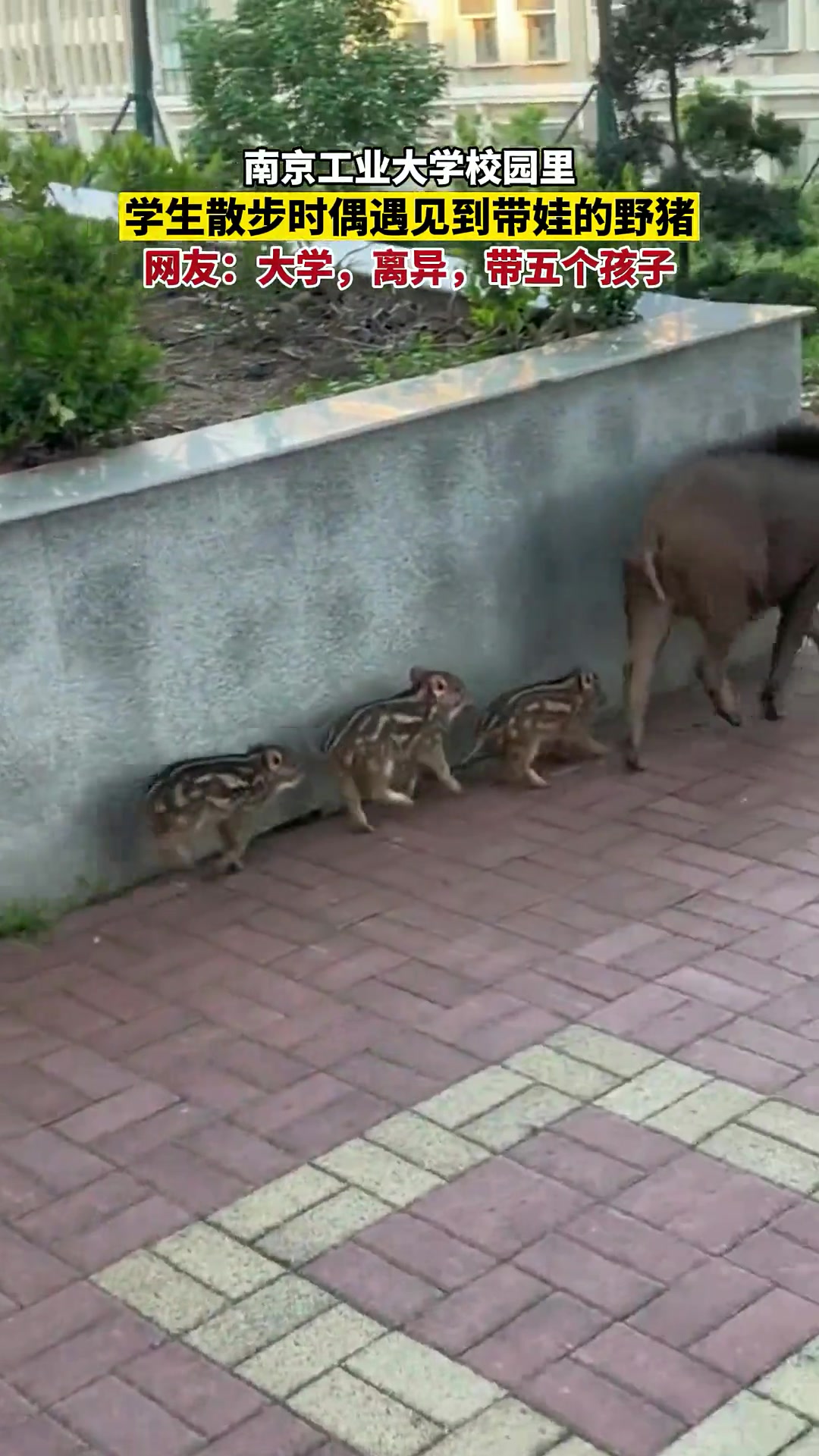 学生散步时偶遇见到带娃的野猪网友:大学,离异,带五个孩子!!