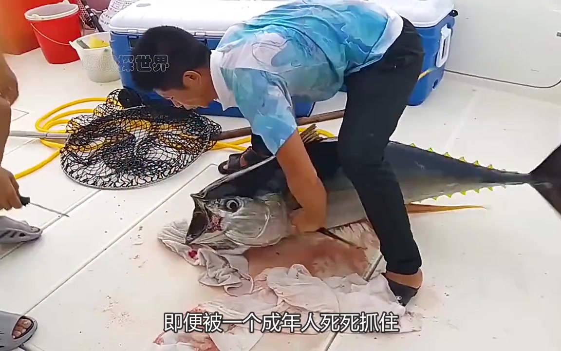 原来这就是我们买不到活体金枪鱼的真相!!