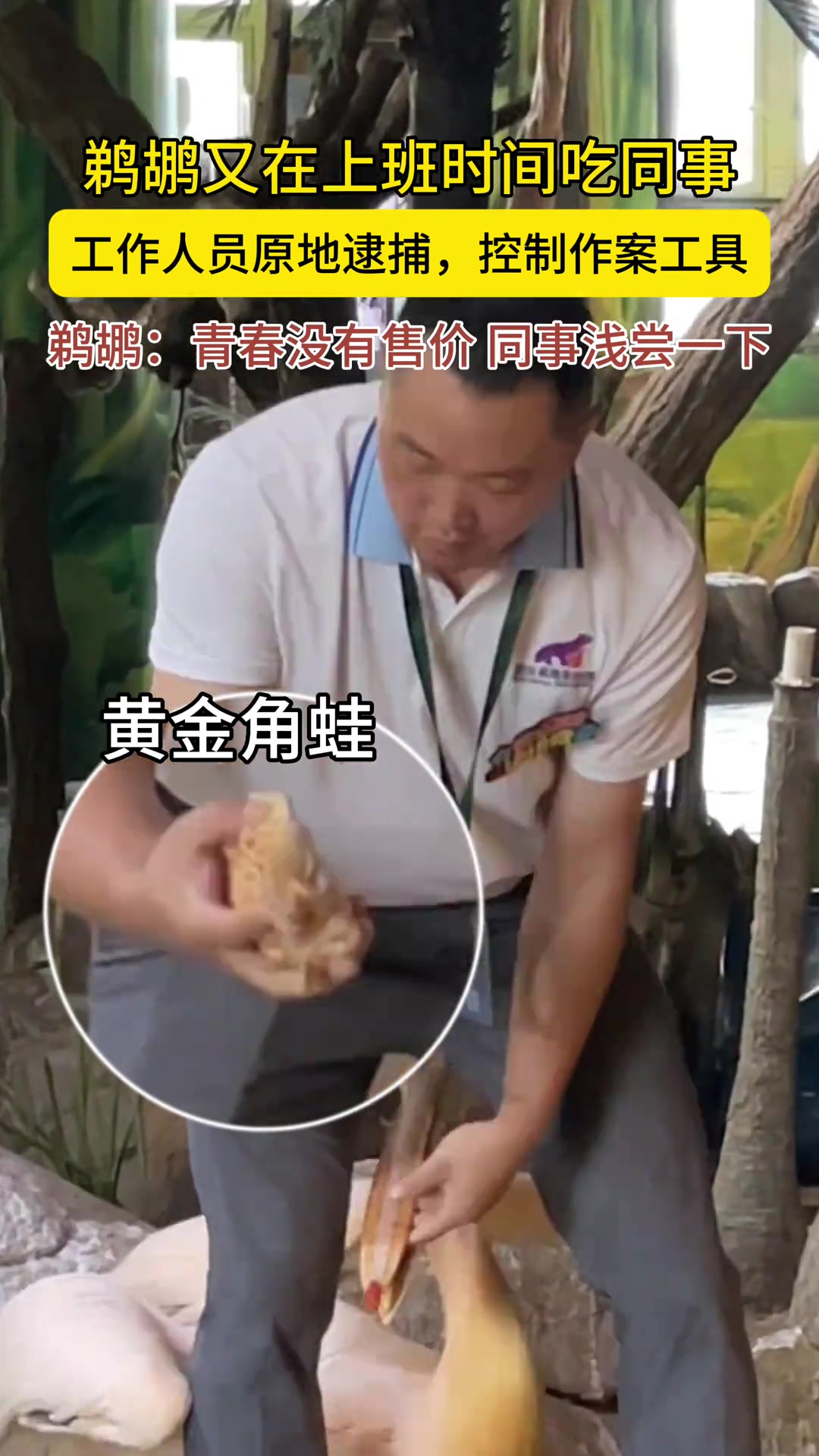 鹈鹕又偷偷吃同事了,这回把嘴给封上了!!