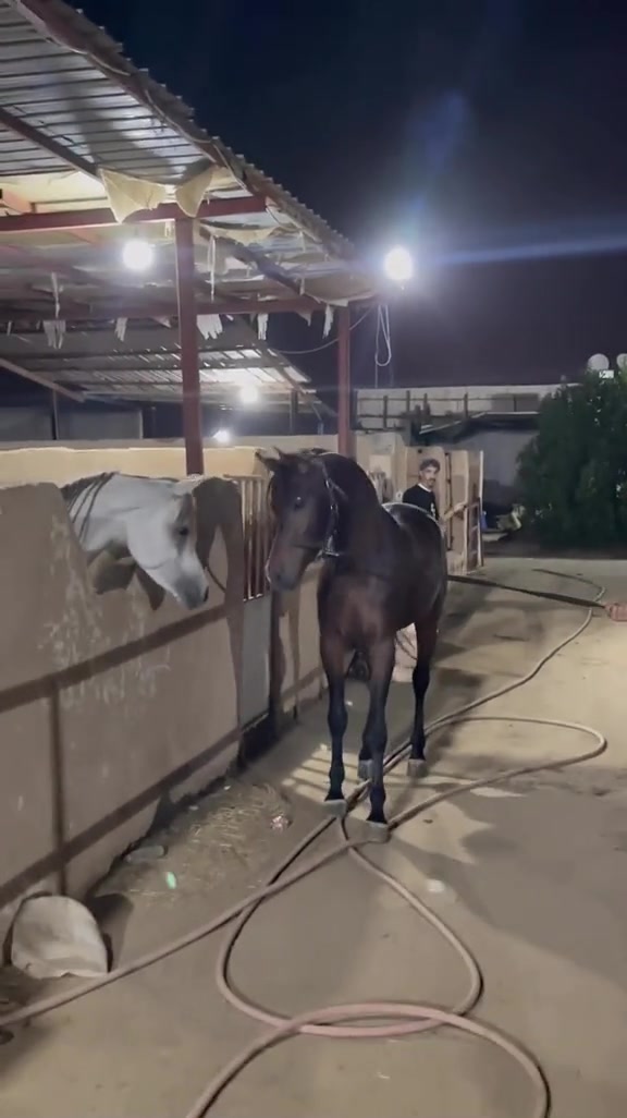 来相亲的马儿,脾气这么大,这么找得到老婆吗