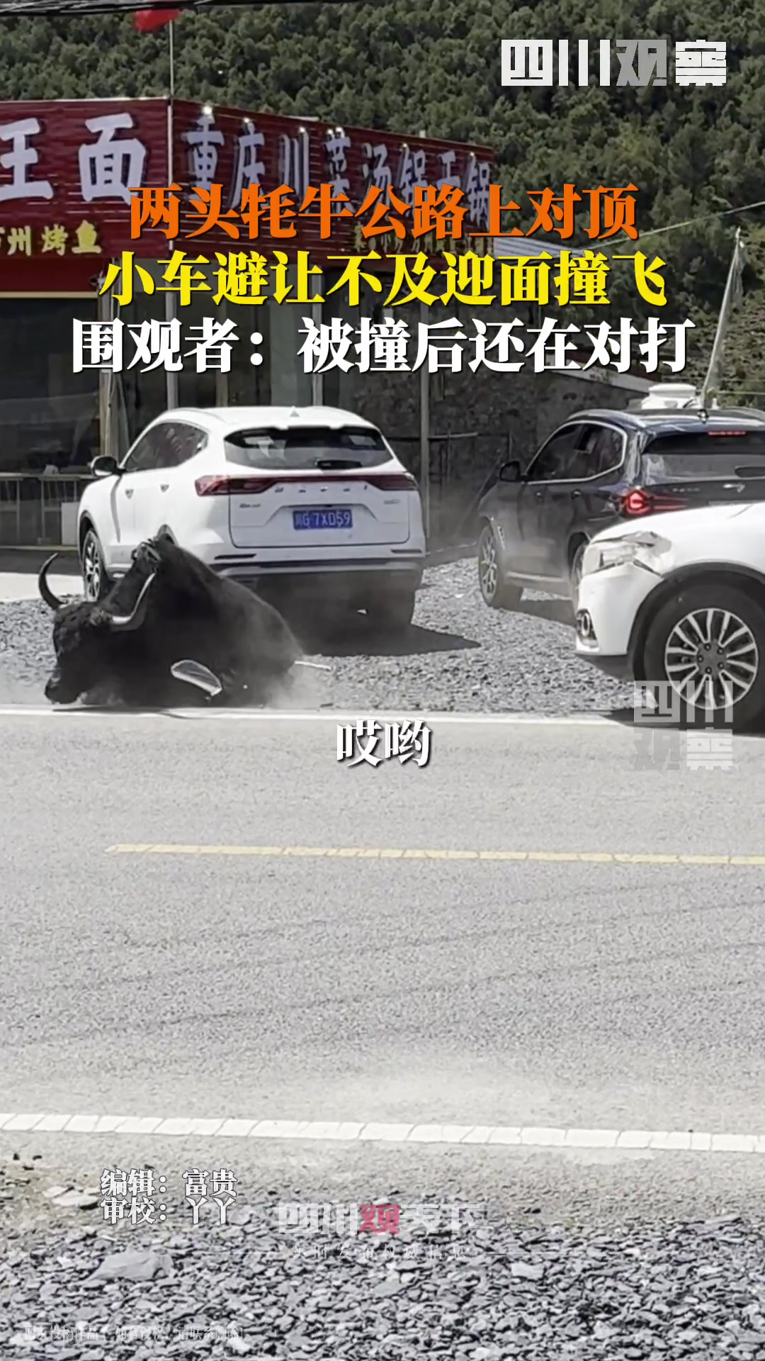 温馨提示:遇到牦牛挡路注意提前避让!!